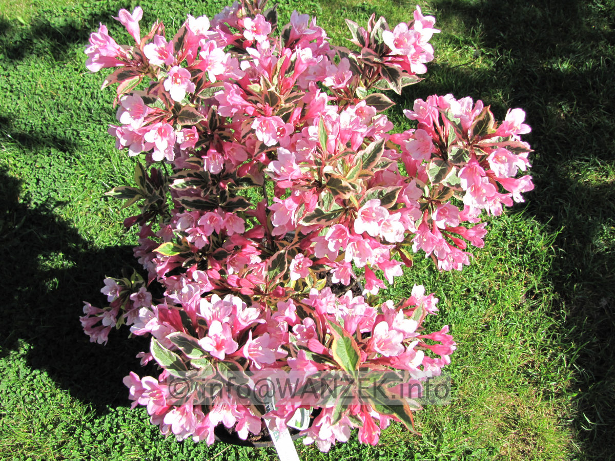 Weigela florida Magical Rainbow 07.JPG